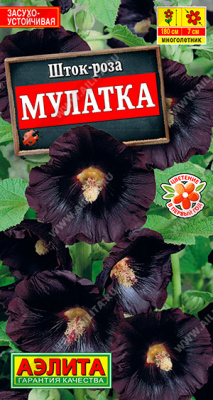 Шток-роза Мулатка, Аэлита